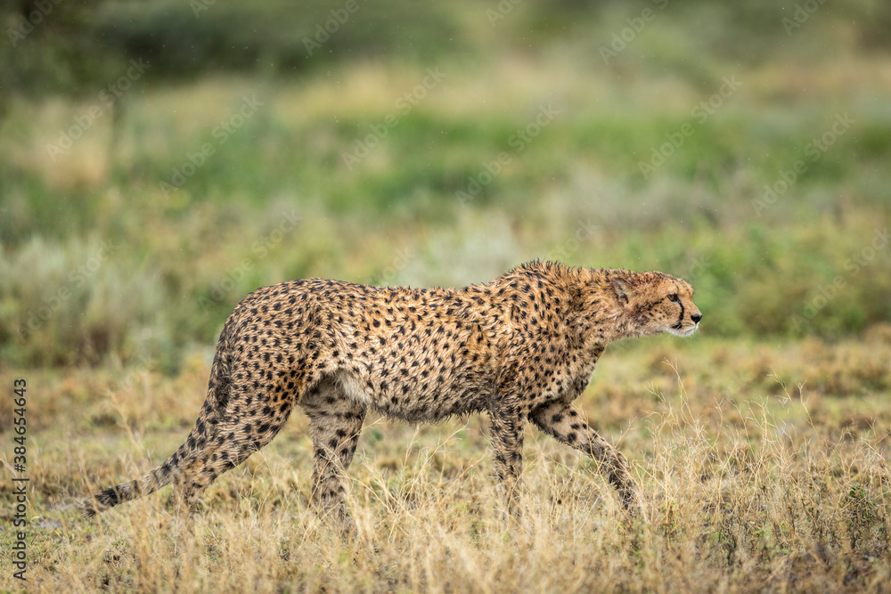 Adult cheetah walking in the rain in Ndutu in Tanzania Adult cheetah walking in the rain in Ndutu in Tanzania