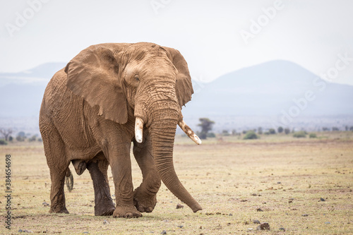 Large bull elephant covered in dry mud walking in Amboseli in Kenya