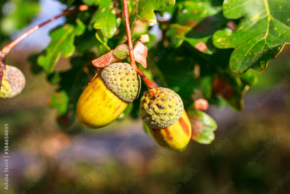 Fototapeta premium Acorns on an oak in autumn