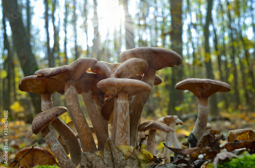 Young, wild mushrooms grow among the moss in the autumn forest. © Oleksandrum