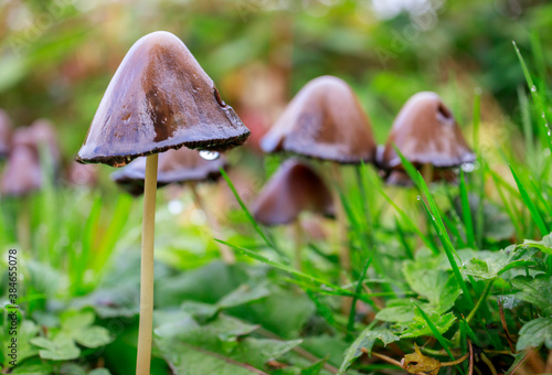 beautiful scene with group of inky cap mushroom also known as tippler's bane (coprinopsis atramentaria) - antialcohol mushroom photo