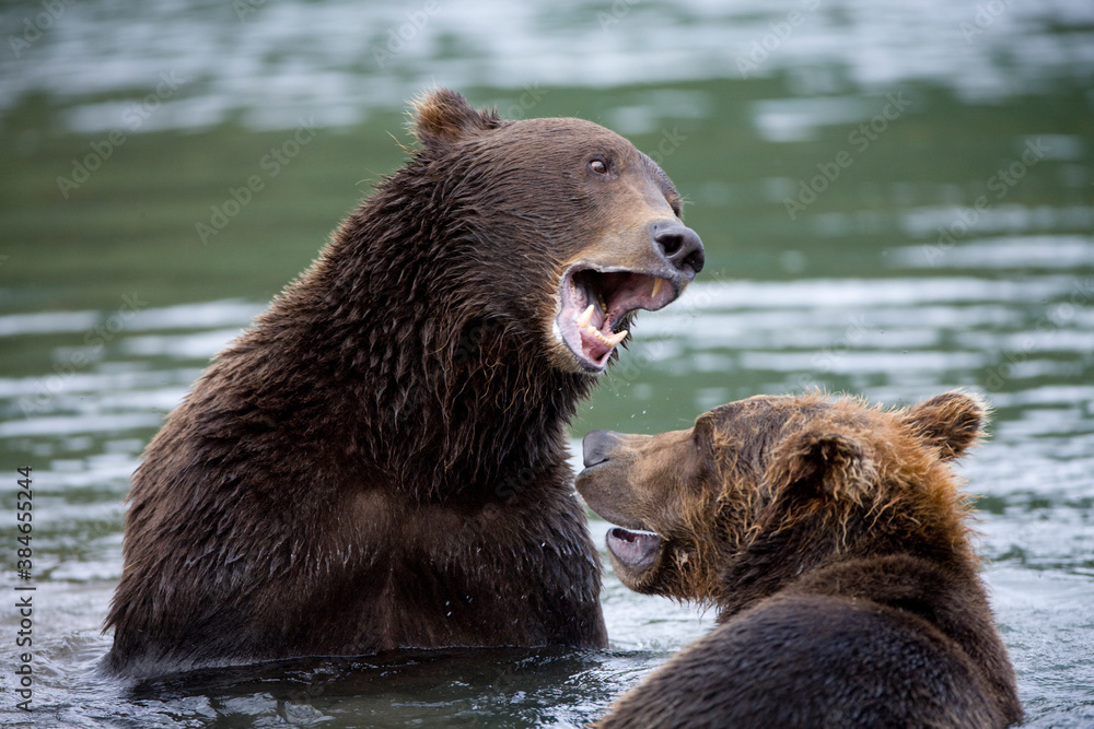 Grizzly Bears Fighting, Katmai National Park, Alaska