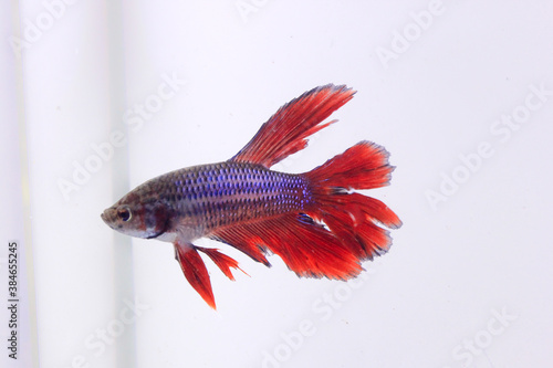 red halfmoon betta fish. The betta fish is predominantly red in a little other color combination, with a tail that resembles a half moon looking very pretty against a separate white background