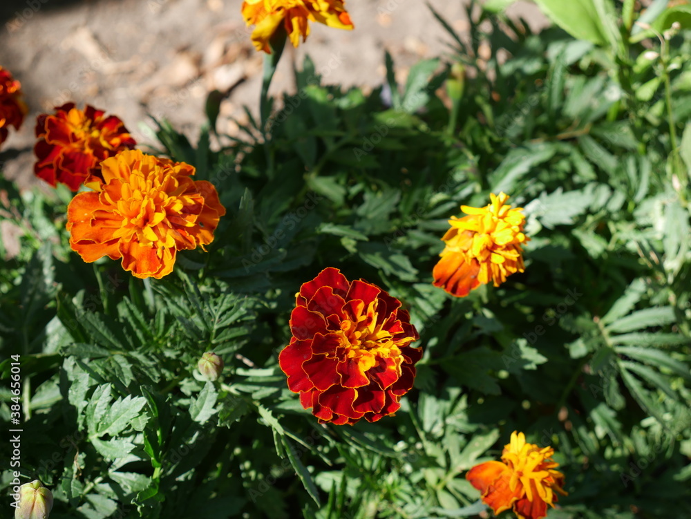 Red and yellow garden flowers. Summer. Red and yellow garden flowers. Summer.