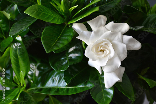 Close up of white gardenia flower. Blooming Cape Jasmine. The Gardenia Jasminoides.