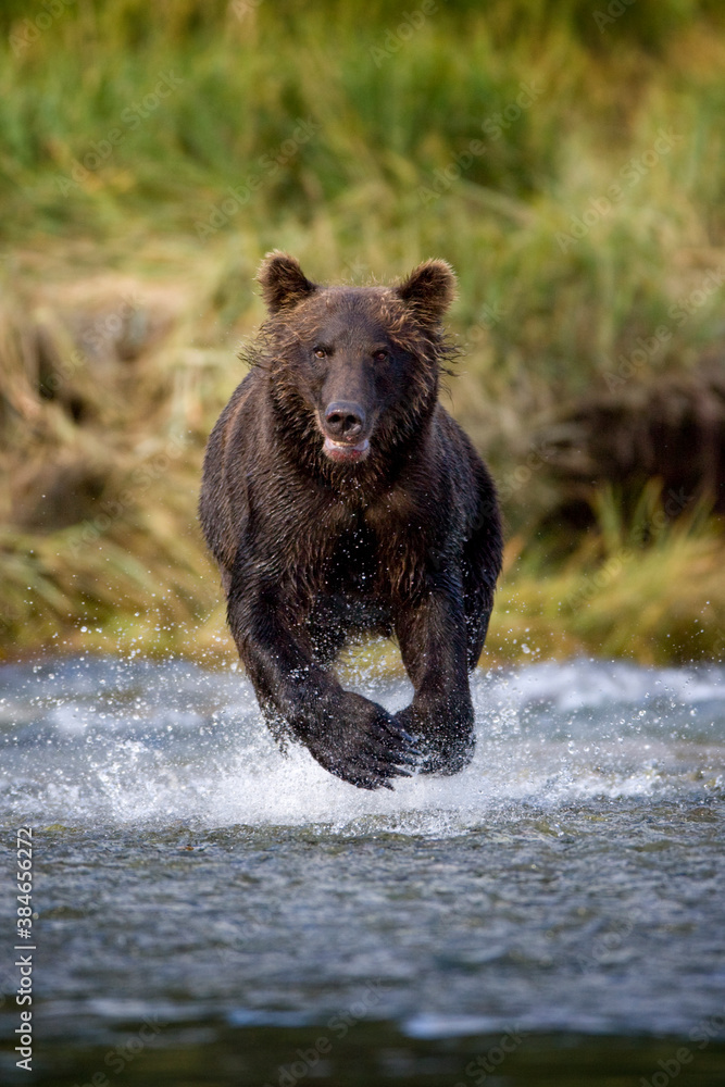 Grizzly Bear, Katmai National Park, Alaska Grizzly Bear, Katmai National Park, Alaska