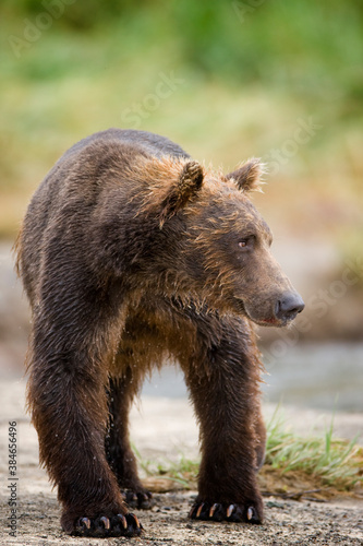 Grizzly Bear, Katmai National Park, Alaska
