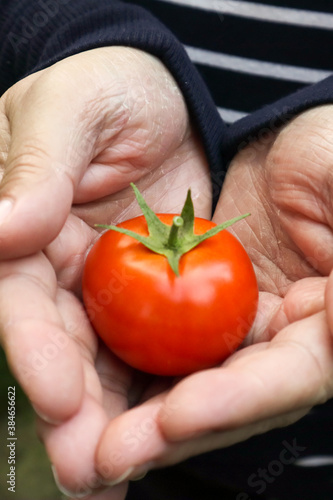 close up of tomato in heart shaped hands