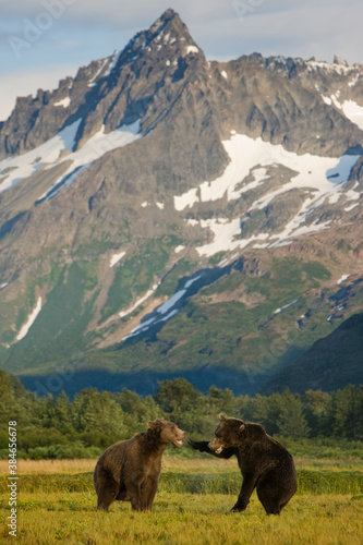 Grizzly Bears Sparring  Katmai National Park  Alaska