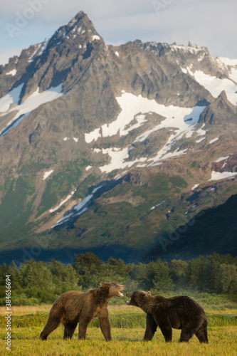 Grizzly Bears Sparring  Katmai National Park  Alaska