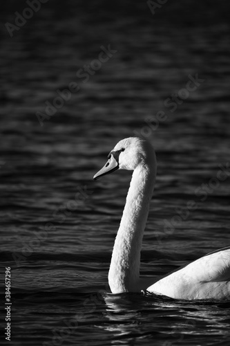 Close portait of a swan.
