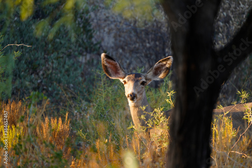 Mule Deer in Arizona