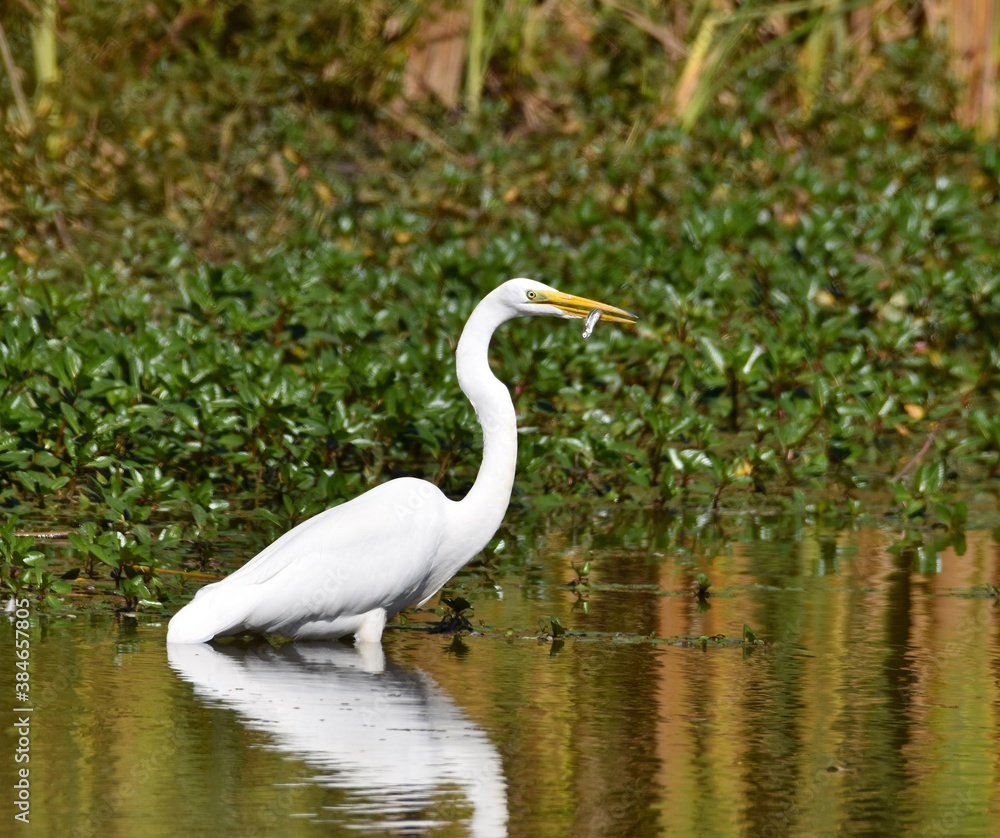 A great egret (Ardea alba) with a fish in its beak, among the water plants at the edge of Watsonville Slough A great egret (Ardea alba) with a fish in its beak, among the water plants at the edge of Watsonville Slough