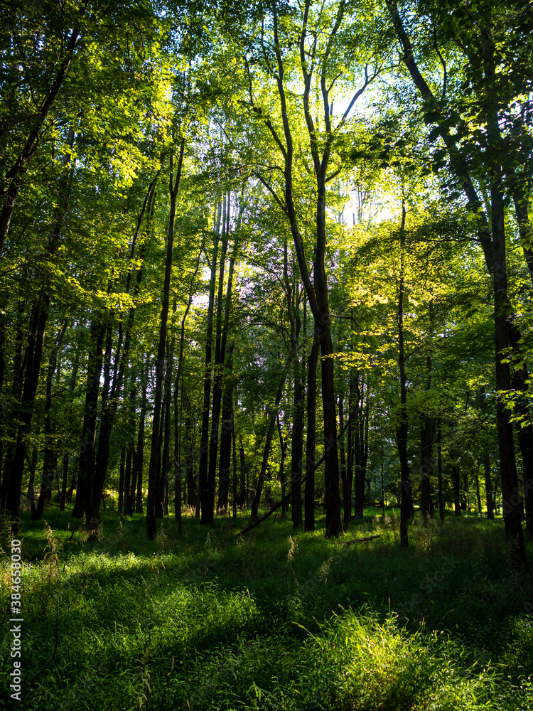 Fototapeta premium woodland in late summer afternoon