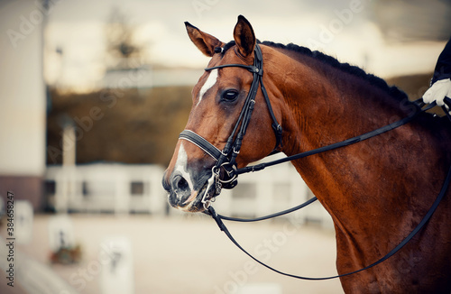 Portrait sports red stallion in the double bridle.