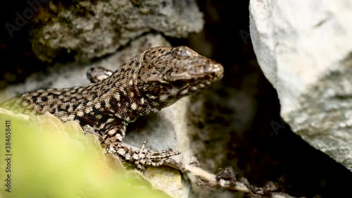 Lézard des murailles.