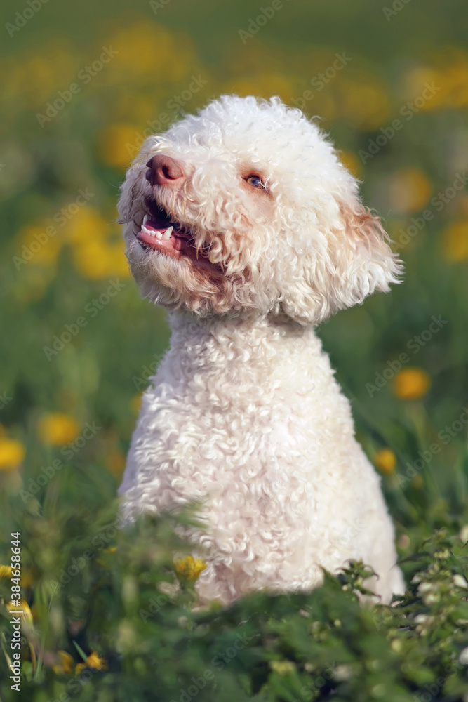 Orange and white Lagotto Romagnolo puppy sitting in a green grass with yellow dandelion flowers in spring Orange and white Lagotto Romagnolo puppy sitting in a green grass with yellow dandelion flowers in spring