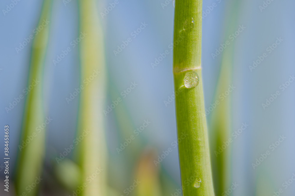 Obraz premium grass with water drops