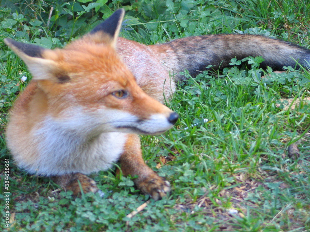 Fototapeta premium renard roux dans les bois