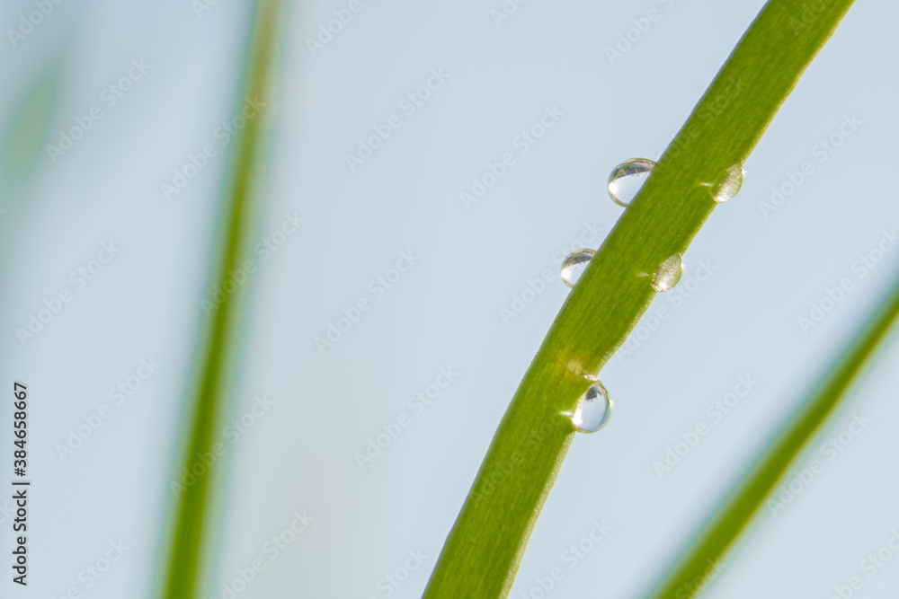 Fototapeta premium drops on grass