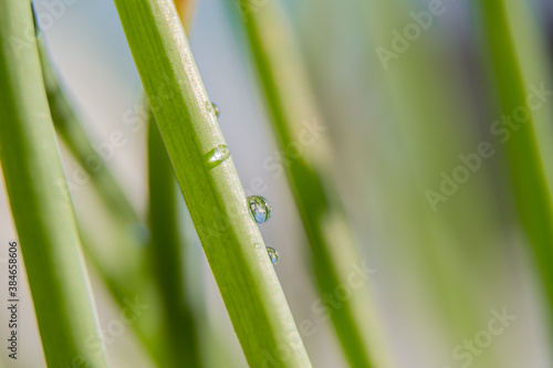 grass and drop