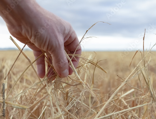 Hand grabbing straw from the dry paddy field with unfocused background