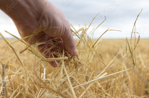 Close-up of hand grabbing dry straw from paddy field with unfocused background