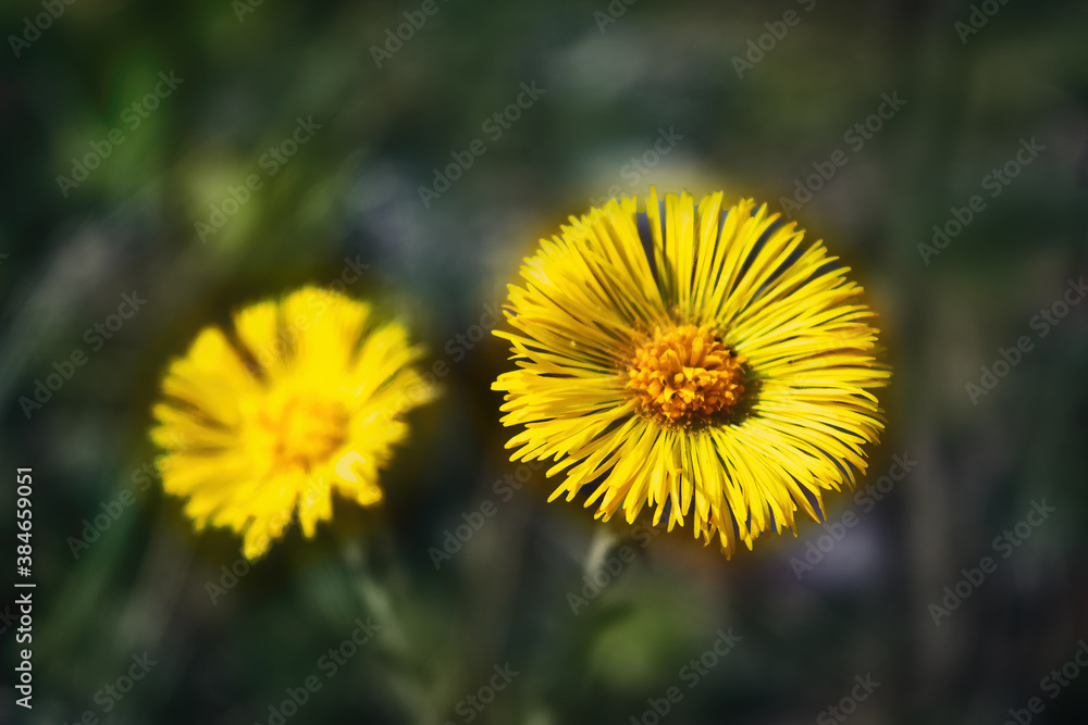 Beautiful yellow flower of Tussilago farfaraon a blurred natural background. Beautiful yellow flower of Tussilago farfaraon a blurred natural background.