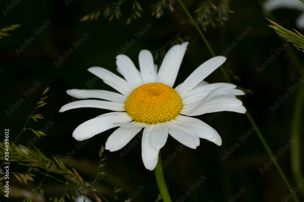 Fototapeta premium Single blossom with white petals and a yellow center over a dark background
