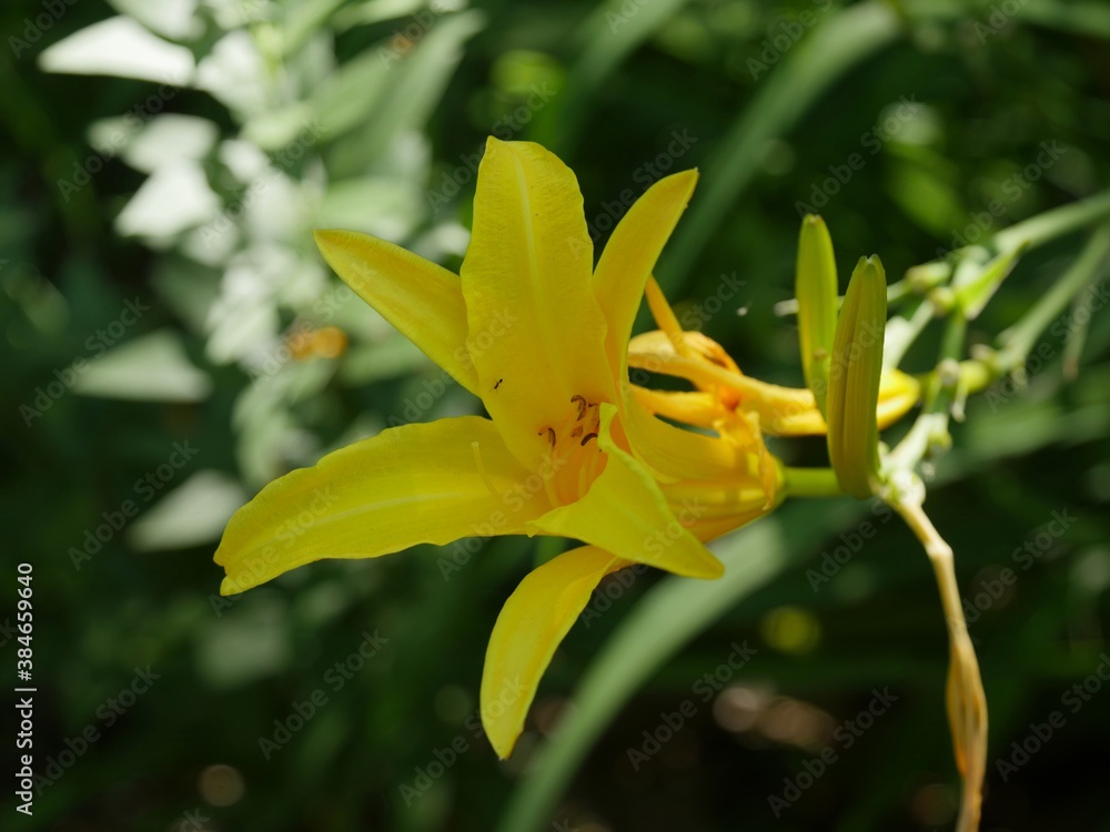 Close up of a yellow Asiatic lily flower, with bokeh and soft background Close up of a yellow Asiatic lily flower, with bokeh and soft background