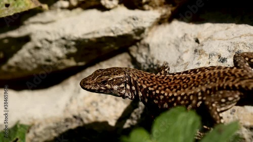 Lézard des murailles.