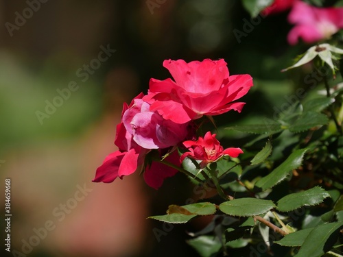 Wallpaper Mural Side view of small red roses in a garden, soft blurry background Torontodigital.ca