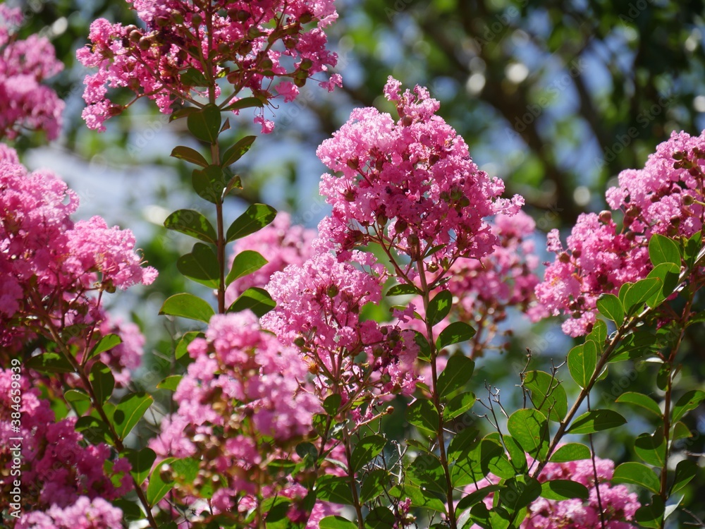 Clusters of bibrant pink cape myrtle flowers, with bokeh in the background Clusters of bibrant pink cape myrtle flowers, with bokeh in the background