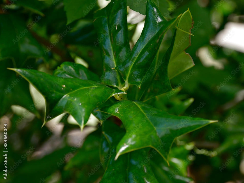 Close up of green leaves, with bokeh in the background Close up of green leaves, with bokeh in the background