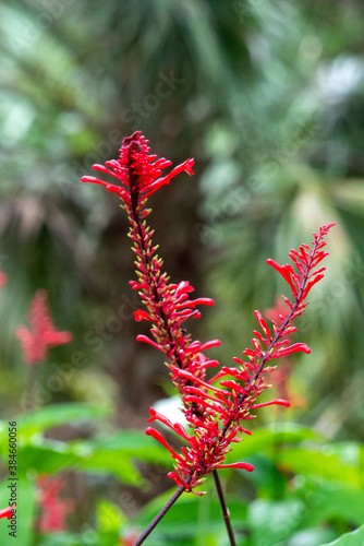 Firespike plant