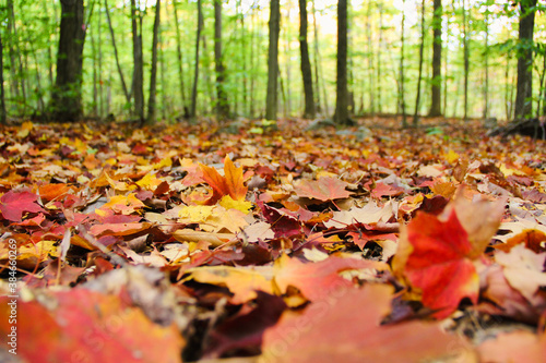 Beautiful colorful maple leaves fallen on the ground in the forest - Fall of 2020