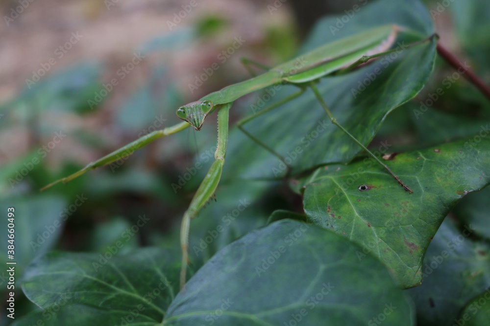 カマキリ カマキリ