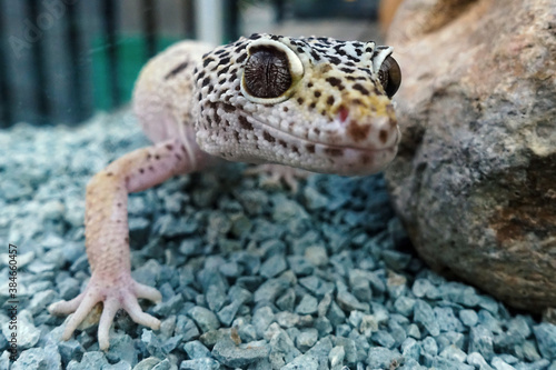 Cute leopard gecko on blue gravel in terrarium