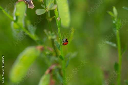 Red ladybug climbing a stalk on a green foliage background © ecummings00