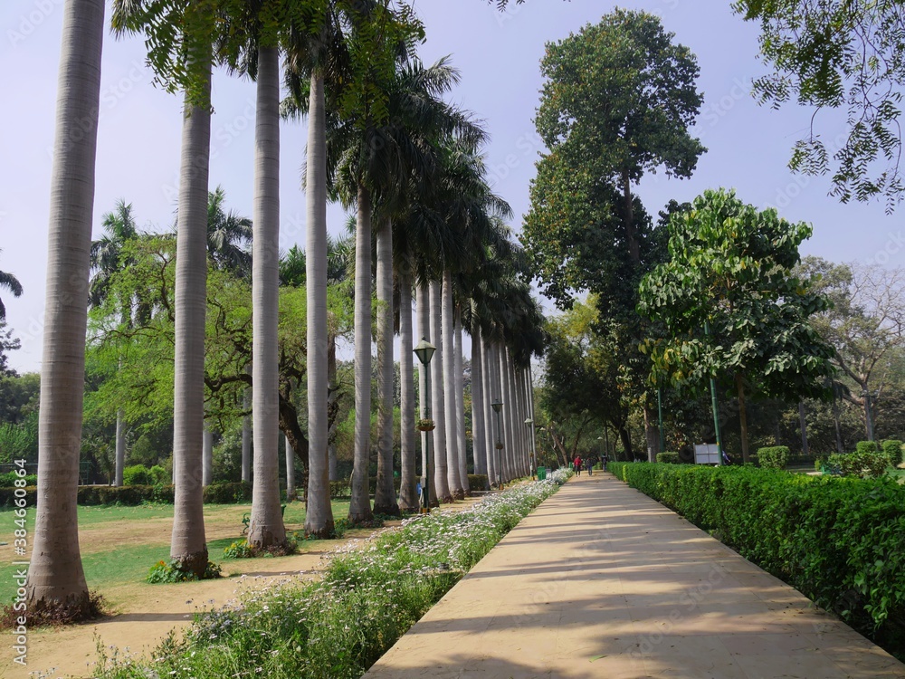 Row of tall palm trees along a walkway at the Lodhi Gardens, one of the famous parks in New Delhi.