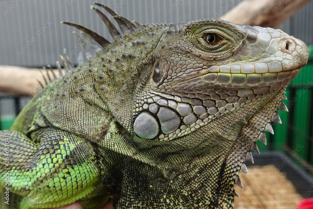 Fototapeta premium Close-up of Green Iguana. Green Iguana Reptile Portrait Closeup