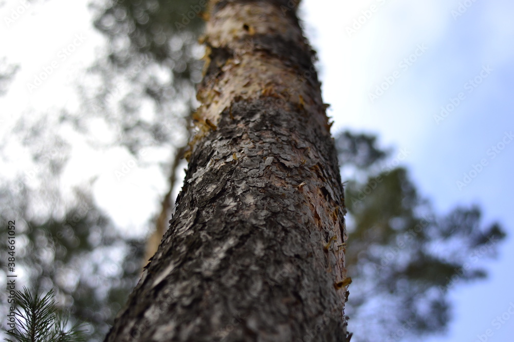 trunk of a tree