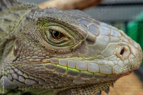Close-up of Green Iguana. Green Iguana Reptile Portrait Closeup