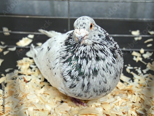 Valokuva Close up of a horseman pouter bird in at a farmer's exhibit