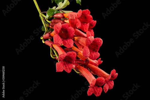 Red flowers of Campsis, radicans grandiflora (trumpet creeper vine) climbing blooming liana plant, isolated on black background photo