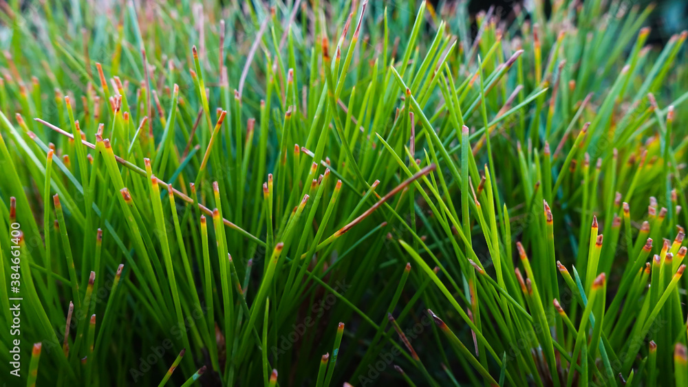 Close-up of beautiful pine cones leaves branch, Pinus densiflora Umbraculifera in spring garden. Nature concept for design. Selective focus Close-up of beautiful pine cones leaves branch, Pinus densiflora Umbraculifera in spring garden. Nature concept for design. Selective focus