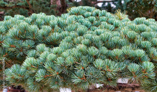 Fényképezés The crown of pinus parviflora Negishi. Japan