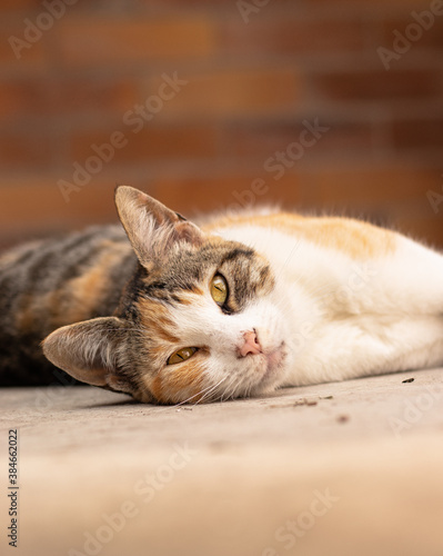 Fototapeta Naklejka Na Ścianę i Meble -  cat sleeping on the floor