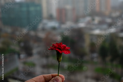poppy in the city
