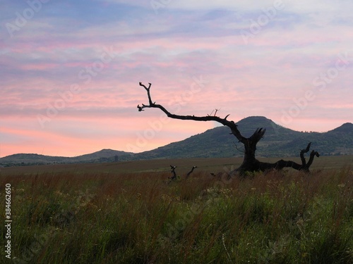 Leafless bent tree by the roadside with the Wichita Mountains in the background, Oklahoma.